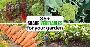 Maybe you would like to learn more about one of these? 30 Vegetables That Grow In Shade Whole New Mom