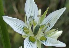 Image result for Swertia