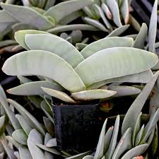 Image result for Crassula perfoliata