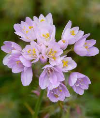 Allium Court Roseum Allium Roseum Rose Fleur Jardin Bulbe Ernestturc Fleur Rose Fleurs Jardin Romantique