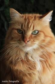 Timeline Photos Who Love Ginger Cats Facebook Ginger Cats Pretty Cats Beautiful Cats