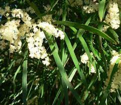 Acacia Floribunda White Sallow Wattle Marrai Uo Moon Garden Acacia Horticulture