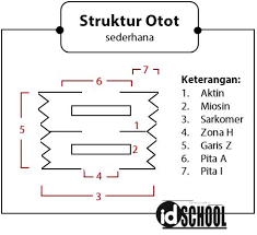 Kita bisa dengan mudah menyelesaikan setiap gerakan ketika kita melakukan olahraga karena saling menarik dan koordinasi jenis otot agonis dan antagonis, membuat mereka seperti dua benang yang mengontrol gerakan boneka. Contoh Soal Mekanisme Kerja Sistem Organ Manusia Idschool