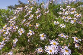 Image result for Felicia filifolia