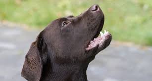 Nonetheless, she won't take it quietly. Labrador Barking Help And Information The Labrador Site