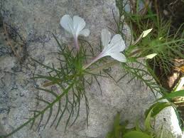 Image result for Cycnium recurvum