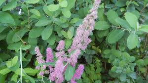 Image result for Spiraea douglasii