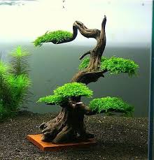 A Carefully Constructed Java Moss Bonsai Tree Bonsai Tree Care Japanese Bonsai Bonsai Tree