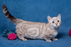 A munchkin kitten will cost you anywhere from $500 and up to as much as $1500+ depending on whether you get a pet quality or show quality. All About The Munchkin Cats Catsmart Singapore