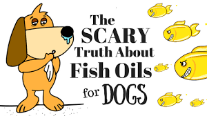 Fish Oil For Dogs The Scary Truth Simple Wag