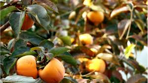 Persimmon fruit ripening on a tree in october. Be A Georgia Tree Know It All Persimmon Premier Tree Solutions