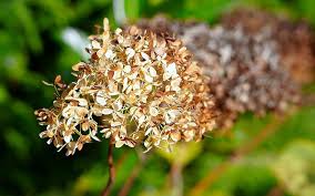Check spelling or type a new query. Hydrangea Faded Withered Flower Nature Withers Hortensia Dry Autumn Pikist