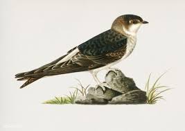 Birds Of Eastern Pa Premium Public Domain Www Rawpixel Com Young Common House Martin Hirundo Urbica Illustrated By The Von Wright Brothers Digitally Enhanced From Our Own 19