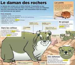 Le Daman Des Rochers Learn French Culture Animals