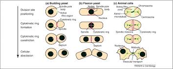 We did not find results for: On The Cutting Edge Post Translational Modifications In Cytokinesis Trends In Cell Biology