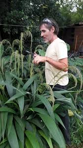 Image result for Setaria poiretiana