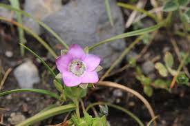 Image result for Swertia kilimandscharica