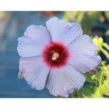 Check spelling or type a new query. 2 Gal Hardy Hibiscus Blue Flower Bleu Brulee Hibiscus Plant 17880 The Home Depot