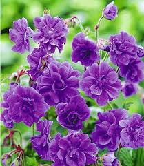 Winterharte Geranie Blaue Birch Double 2 Knollen Blumen Fur Garten Winterharte Geranie Geranien