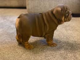 They are akc registerd with champions galore i… Teacup English Bulldog Puppies For Sale Near Me Teacup English Bulldog Puppies For Sale Near Me