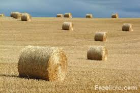Picture Of Round Hay Bales Hay Bale Pictures Hay Bales Free Use Images