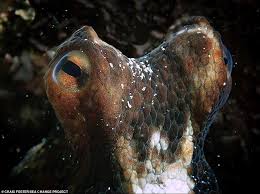 A filmmaker forges an unusual friendship with an octopus living in a south african kelp forest, learning as the animal shares the mysteries of her. Meet Craig Foster The Human Star Of Amazing New Netflix Film My Octopus Teacher Readsector