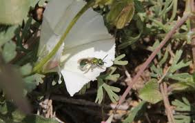 Thanks for any help on the question. Pollinator Biodiversity Nsf National Science Foundation