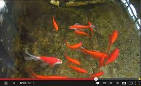 youtube channel aquaponics updates by rob bob aquaponics fish pet