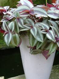 Image result for Murdannia tenuissima