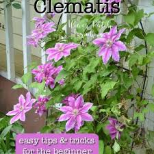 You will always do well if you choose the right plant for. How To Grow Clematis Successfully Flower Patch Farmhouse
