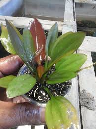 Namun, ada pula beberapa tanaman aquascape yang bisa hidup tanpa co2. Lego Aquatic Budidaya Tanaman Aquascape Echinodorus Facebook