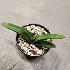 Image result for Aloe cryptopoda