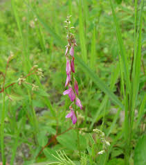 Image result for Hedysarum