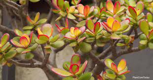 We did not find results for: Jade Plant Leaves Turning Red Why How