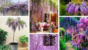 Wisteria A Rainbow Waterfall Of Bright Colors And Flowers In Your Garden My Desired Home Beautiful Tree Rainbow Waterfall Budget Garden