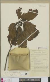 Image result for Caloncoba crepiniana