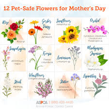 Maybe you would like to learn more about one of these? Mother S Day Bouquets What S Safe For Pets Aspca