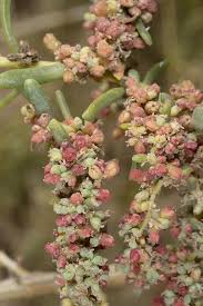 Image result for Suaeda vermiculata