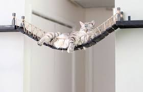 Cat Rope Bridge Cat Diy Tabby Cat Cat Room