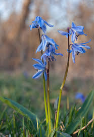 Image result for Scilla