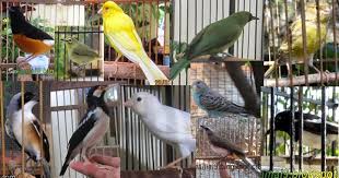 We did not find results for: Download Suara Burung Mp3 Hobi Si Petani