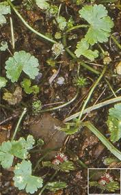 Image result for Hydrocotyle sibthorpioides