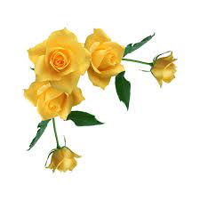 0 3d4fe E53686b5 Xl Png Liked On Polyvore Featuring Flowers Corners Borders Fillers Yellow And Pink Flowers Background Pansies Flowers Flower Backgrounds