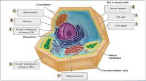 Animal cells are different set. Chapter 4 Flashcards Quizlet