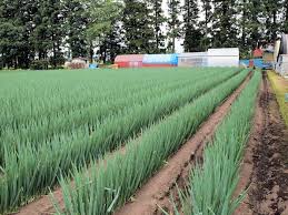 部分的に葉の色が薄かったネギ トリコエースｂで解消 野菜通信 土壌改良活性炭