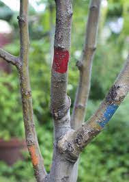Grafting involves taking a scion or bud chip cut from the desired parent tree (for example, a granny smith apple tree) and physically placing it onto a compatible rootstock. How When And Why Plants Are Grafted Home Garden Nola Com