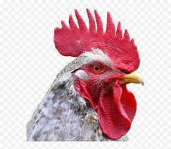 Eggs are very hard to obtain. Chicken Head Png 5 Image Rooster Head Transparent Background Free Transparent Png Images Pngaaa Com