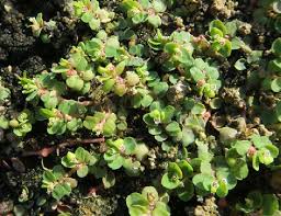 Image result for Euphorbia serpens