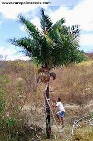 Image result for Syagrus