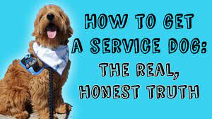 Furthermore, a medical professional must prescribe a service dog for that patient. How To Get A Service Dog The Real Honest Truth Youtube